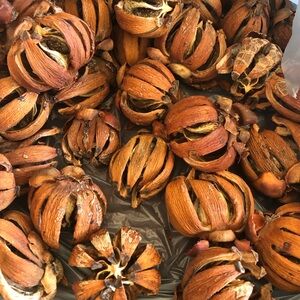 20 Decorative Natural Brown Pods 2”